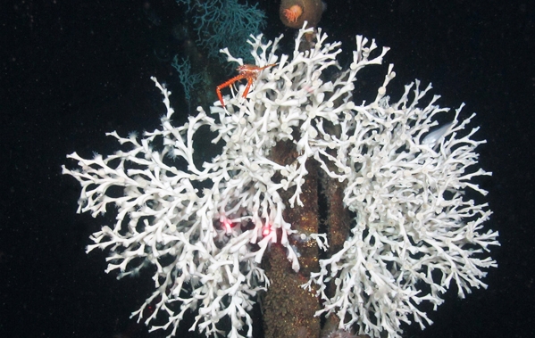 Corallo bianco