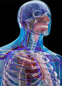 Immagine stilizzata corpo umano