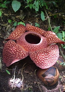 Esemplare di Rafflesia