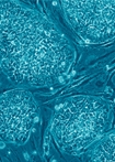 Immagine cellule staminali