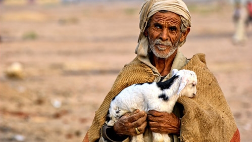 immagine di un pastore