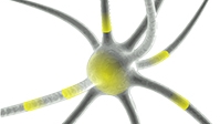 Immagine neurone