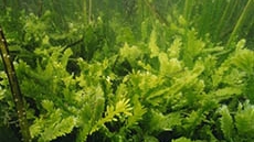 alghe aliene