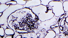 Immagine cellule