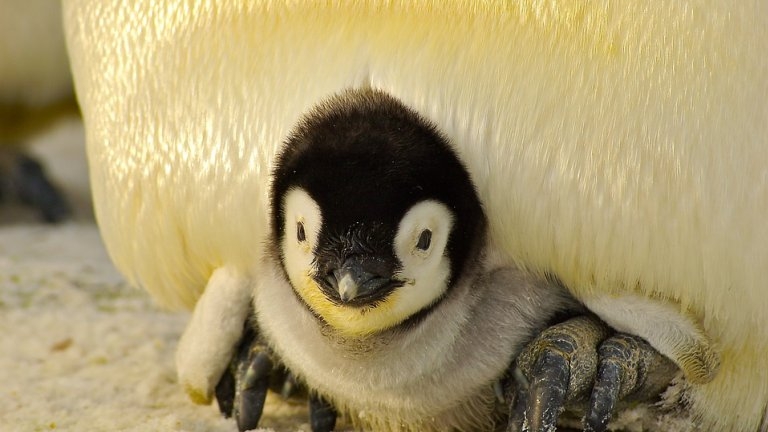 Pinguino imperatore con piccolo