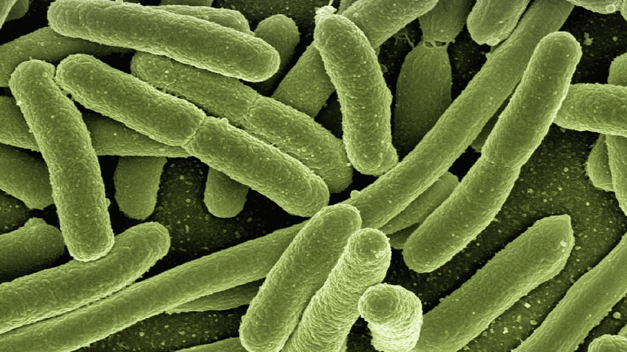 Koli-bacteria