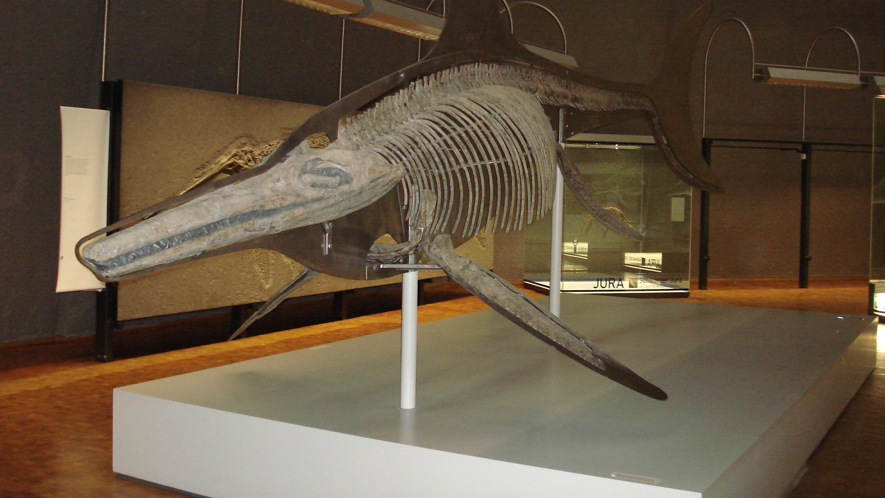 Ittiosauro in un museo