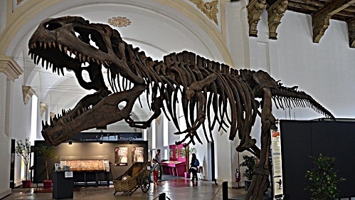 Paleontologia a Torino