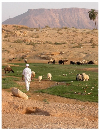 Pastori  Nord Africa