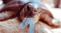 Tartaruga che mangia plastica