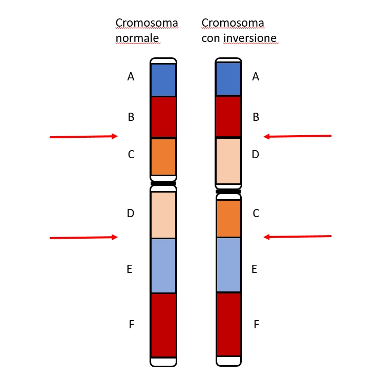 Inversione cromosomica