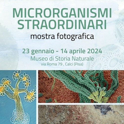 Microrganismi animali e vegetali