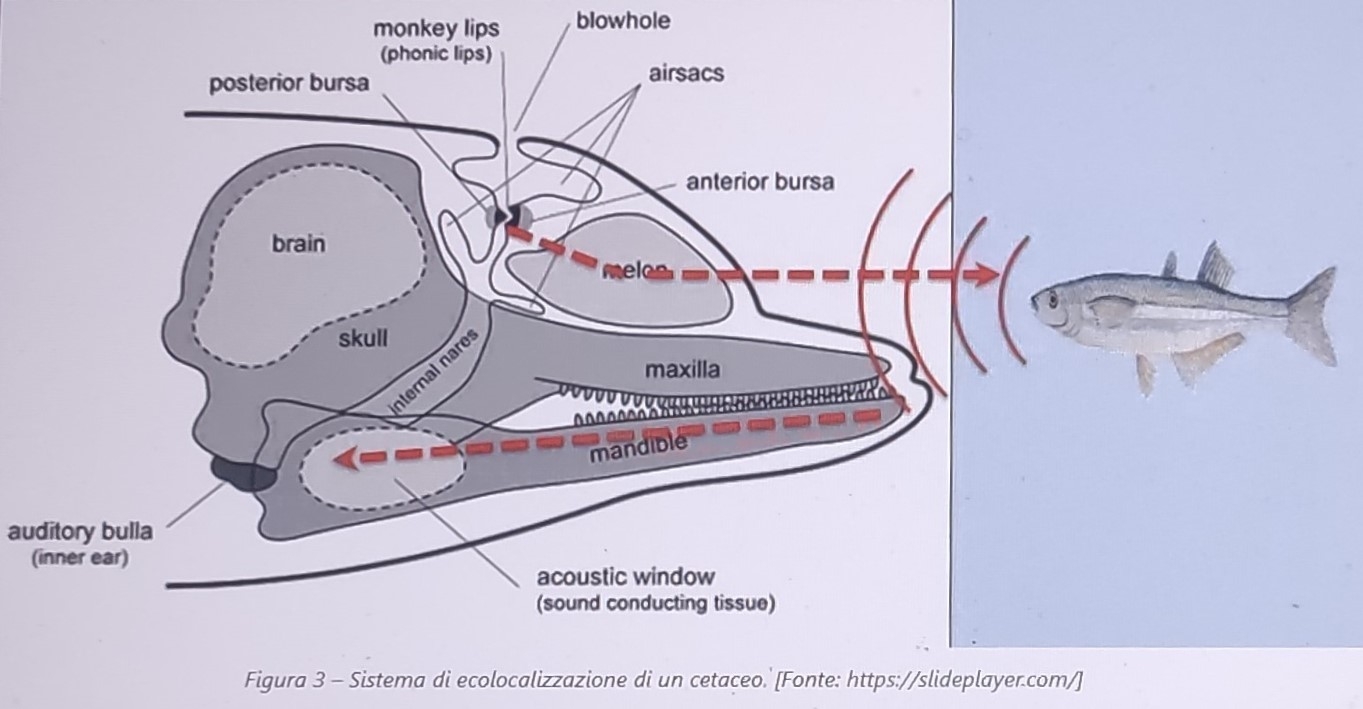 Ecolocalizzazione nei cetacei